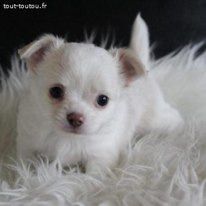 Adorable chiot chihuahua femelle a donner