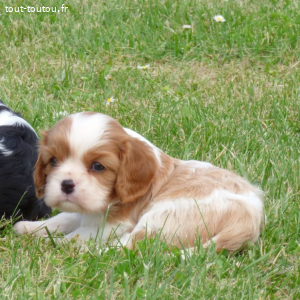 Adorables bb Cavalier King Charles disponible