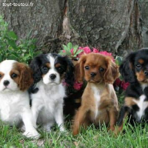 chiots cavalier king charles à adopter