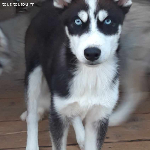 Magnifique chiot husky sibérien yeux bleu