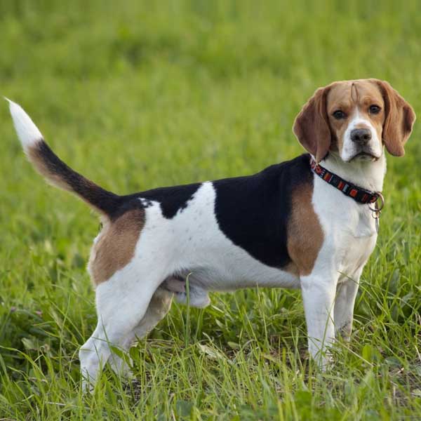 Beagle adulte - Guides des chiens de chasse