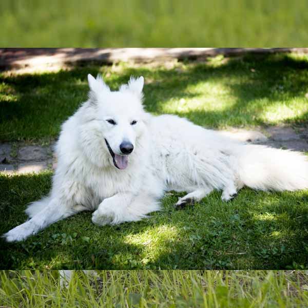 Berger Blanc Suisse: un grand chien de garde au caractère doux