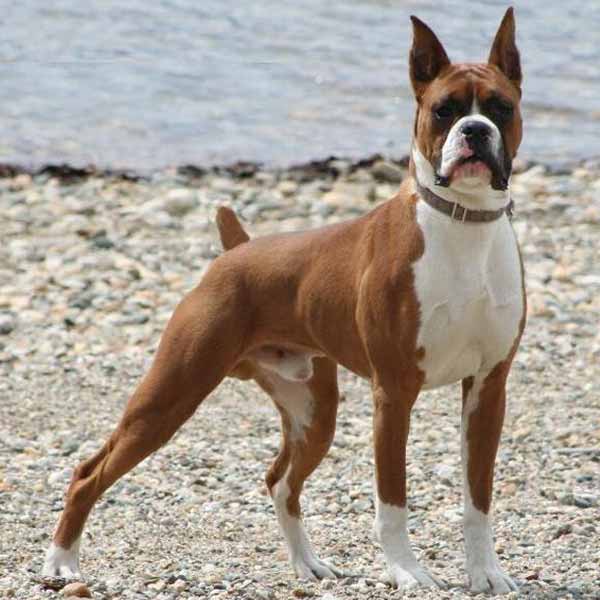Boxer adulte: guide des races de chien de garde et d'attaque