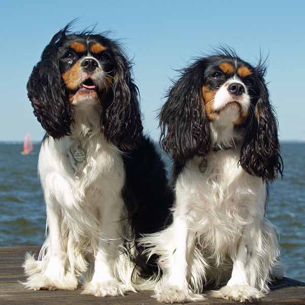 Cavalier King Charles: guide des races de petits chiens pour enfant ou personne âgée