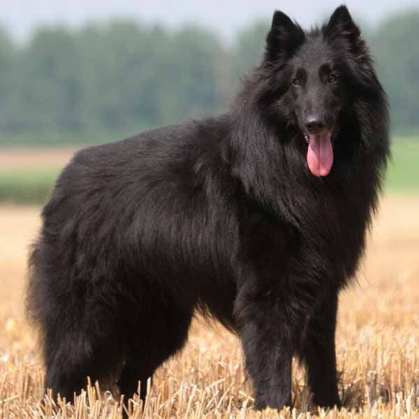 Groenendael, guide des races: meilleur chien de garde, grand chien poil long