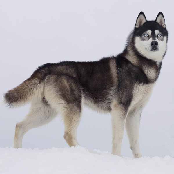 Husky de Sibérie: guide des meilleurs chien de traîneau, race chien-loup et chiens nordiques