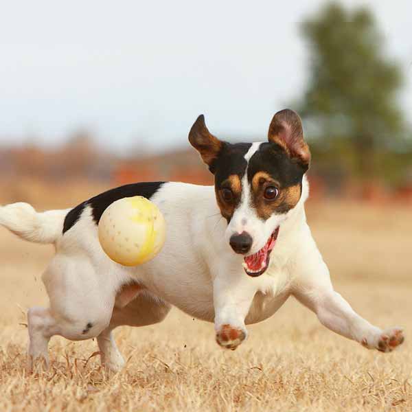 Jack Russell: guide des chiens terriers, meilleurs chiens de chasse lapin, petit chien poil court