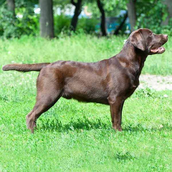 Labrador chocolat, un des meilleurs chien de chasse au gibier d'eau. Guide des chiens à poil court, taille moyenne