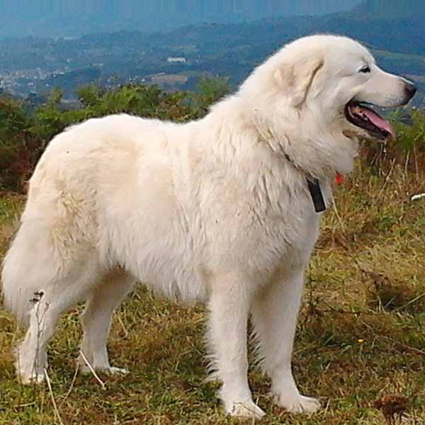 Montagne des Pyrénées (Patou): guide des races de chien