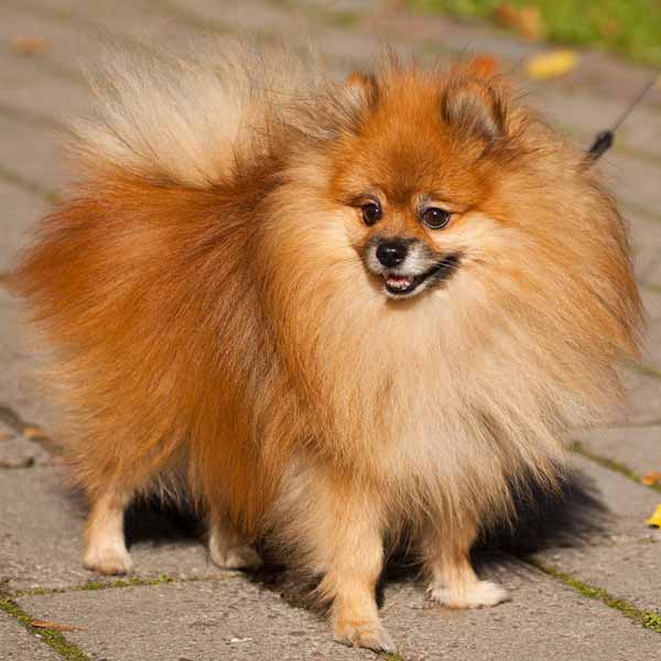 Spitz nain: liste des mini chiens à poil long