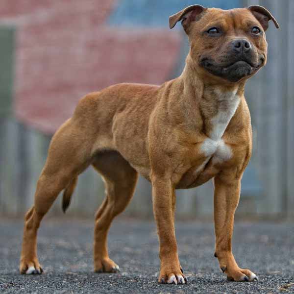 Staffordshire Bull Terrier: guide des races de chien de défense et d'attaque, pittbull et molosse