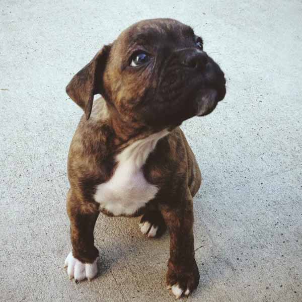 boxer-chiot-guide-race-grand-chien.jpg