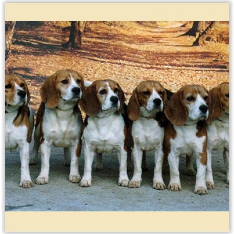 club-race-chien-beagle-france-annuaire-tout-toutou.jpg