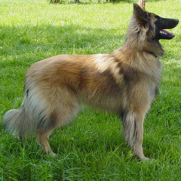 Tervueren: guide des races de grands chien de garde et de berger