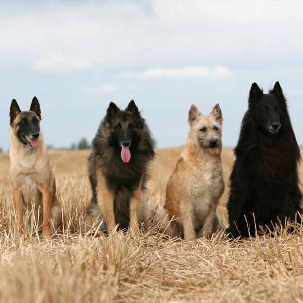 Berger Belge: les 4 types de cette race de chien de garde et de travail
