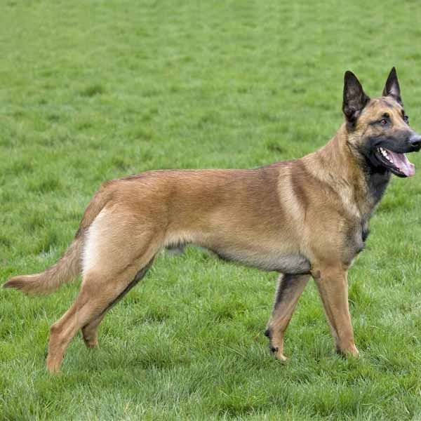 Berger Malinois: guide des meilleurs chiens de défense et grands chiens à poil court