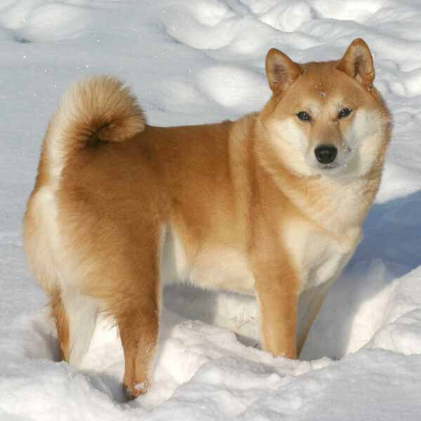 Shiba Inu adulte: guide des races de chiens primitifs du Japon