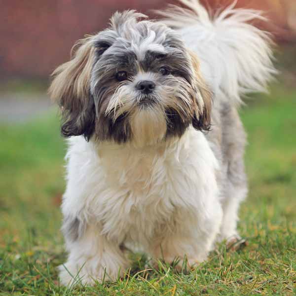 ShihTzu, guide des races petit chien poil long et chien du tibet