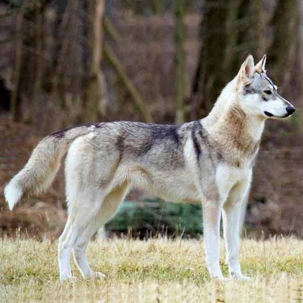 Tamaskan: guide des nouvelles races de chien et chien loup